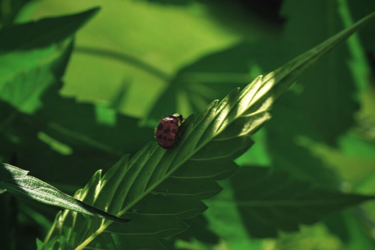 Hoe gebruik je biologische ongediertebestrijding bij wietplanten?