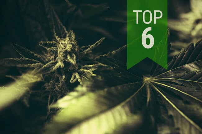 Top Klassieke Autoflowering Soorten van 2025