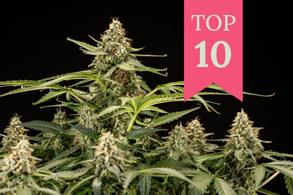 Top 10 soorten om deze zomer high en stoned te worden