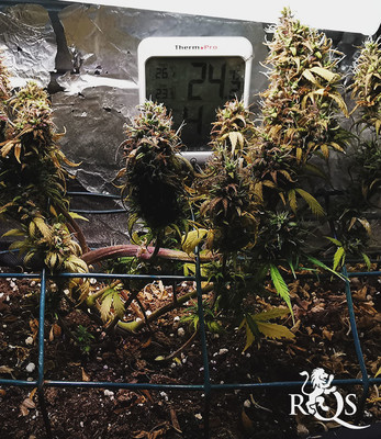 Royal AK Auto Royal AK Auto