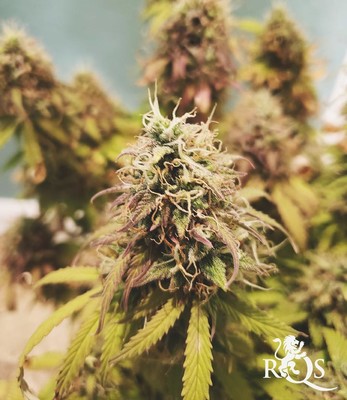 Autoflowering mix Autoflowering mix