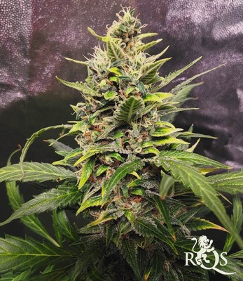 White Widow Auto White Widow Auto