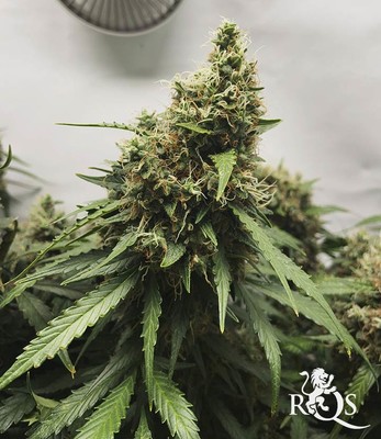 White Widow Auto White Widow Auto