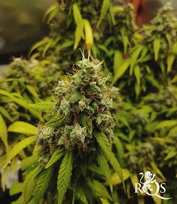 White Widow Auto White Widow Auto