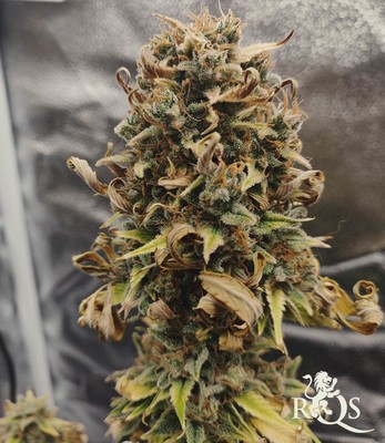 White Widow Auto White Widow Auto