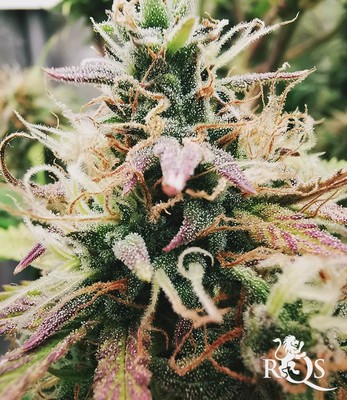 Royal Jack Auto Royal Jack Auto