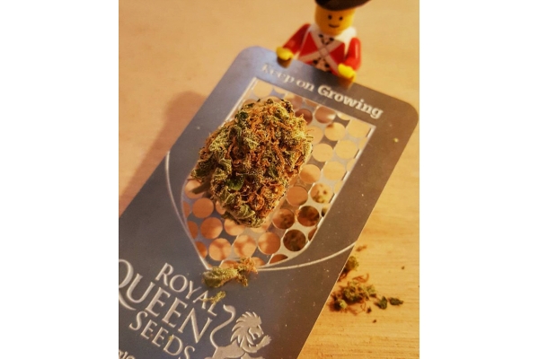 Cannabis Grinder Kaart Met RQS Logo Cannabis Grinder Kaart Met RQS Logo