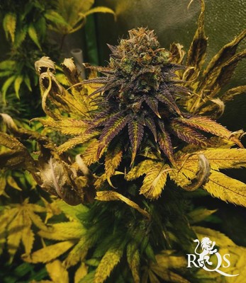 Candy Kush Express (Fast Flowering)