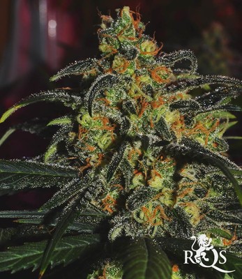 Speedy Chile (Fast Flowering)