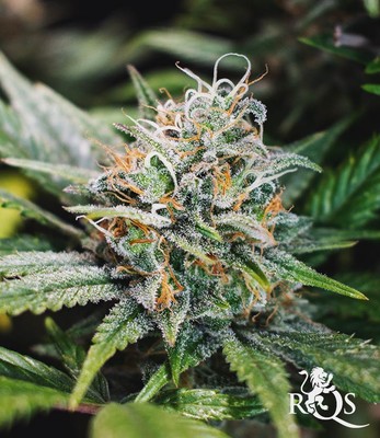 Lemon Shining Silver Haze