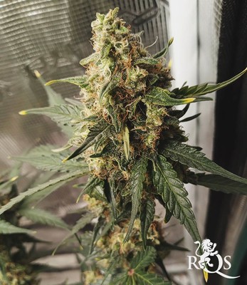 Blue Cheese Auto Blue Cheese Auto