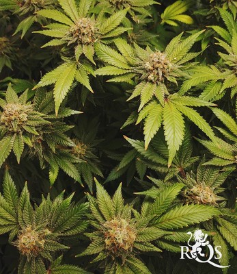 Royal Cookies Royal Cookies