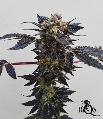 Royal Cookies Royal Cookies