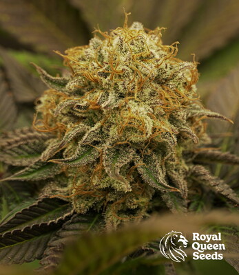 Royal Runtz Royal Runtz