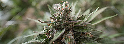 Strain Family: Afghan