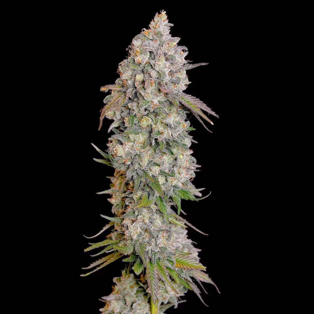 Sportchilarning tasodifiy yalangochligi Imom dugonasining homilador qizi porno video