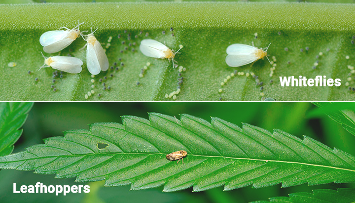 Whiteflies and Leafhoppers
